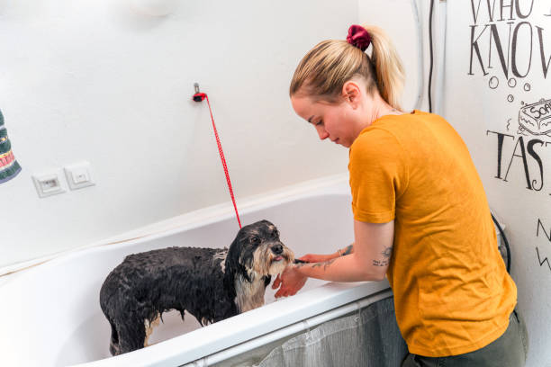 dog being washed in pet salon - trimsalon stockfoto's en -beelden