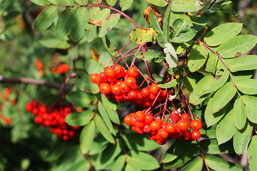 Dog Berries Hanging From The Branches Of A Dogberry Tree Stock Photo ...