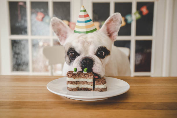 Dog birthday celebration with homemade dog cake French Bulldog looking at birthday cake humorous happy birthday images stock pictures, royalty-free photos & images