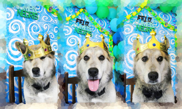 dog birthday party collage - graça freitas imagens e fotografias de stock