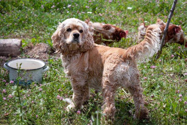 dog breed American Cocker Spaniel standing on the green grass dog breed American Cocker Spaniel standing on the green grass golden cocker retriever puppies stock pictures, royalty-free photos & images