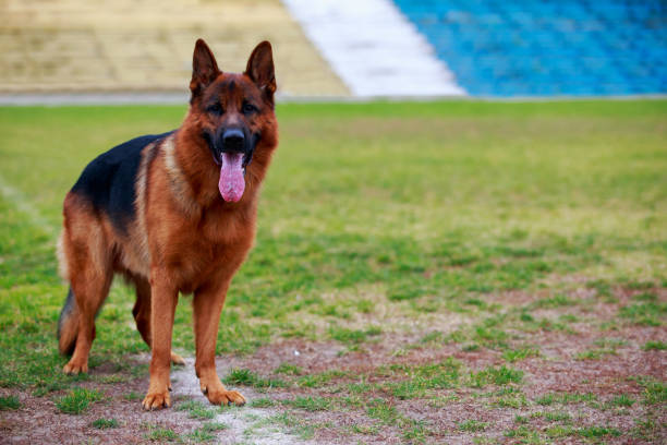 Best Short Haired German Shepherd Stock Photos Pictures Royalty