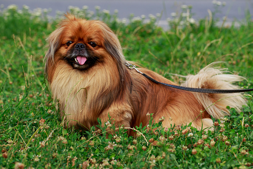 Dog Breed Pekingese Stock Photo Download Image Now Istock