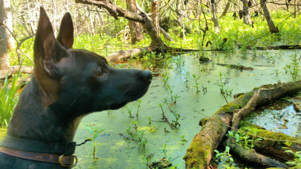 Dog by a Swamp Pond stock photo