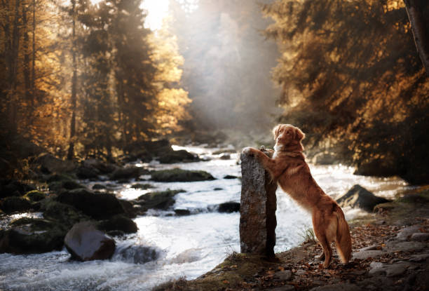 dog by the waterfall. Pet on the nature by the water stock photo