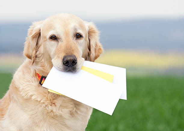 Dog carrying letters stock photo