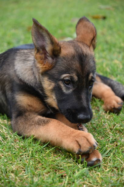 Dog Chewing on a Stick German Shepherd Puppy steven harrie stock pictures, royalty-free photos & images