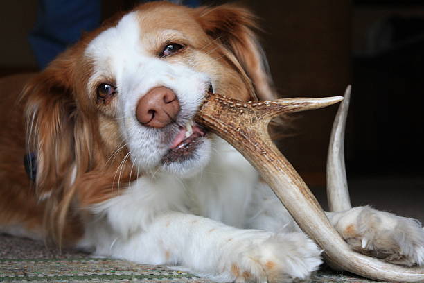 Dog chewing on an antler A cute dog savoring a deer antler. antler stock pictures, royalty-free photos & images