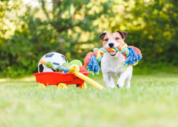 Dog chooses and fetches rope toy from hoard of pet toys in cart stock photo