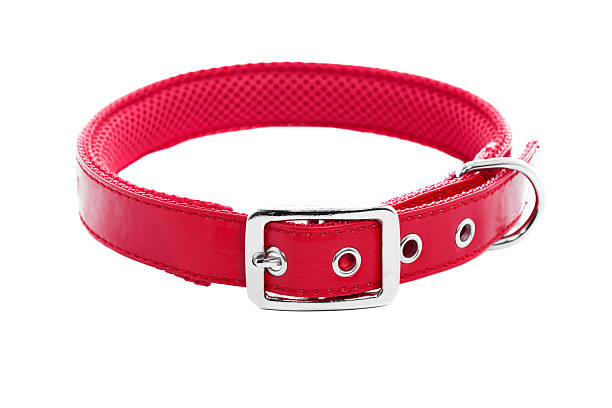 Dog Collar Dog collar on isolated white background XXXLMy other pets images pet collar stock pictures, royalty-free photos & images