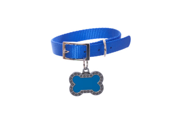 Dog Collar with Tag Blue dog collar with heart shaped tag on white.PLEASE CLICK ON THE IMAGE BELOW TO SEE MY DOGGY LIGHTBOX PORTFOLIO: collar stock pictures, royalty-free photos & images