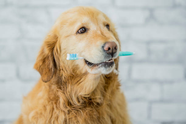 Dog Dental Health A purebred golden retriever dog is showing the importance of animal dental health. In this frame  the dog is holding a toothbrush in his mouth. rotting photos stock pictures, royalty-free photos & images