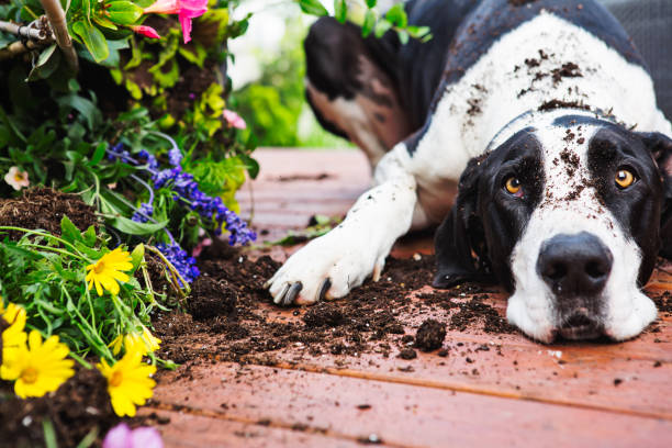 Dog digging in garden Quilty Great Dane gardening photos stock pictures, royalty-free photos & images