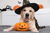 istock A dog dressed as a witch for Halloween. Golden retriever in Halloween room with pumpkins, bats, spiders 1338829692