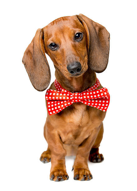 Best Sausage Dog Stock Photos, Pictures & Royalty-Free Images - iStock