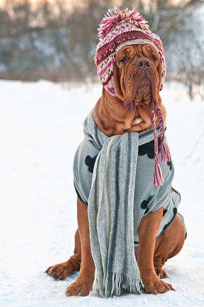 Dog dressed with hat, scarf and sweater, sitting on snow stock photo