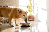 istock Dog drinking water from bowl at living room 1327738922