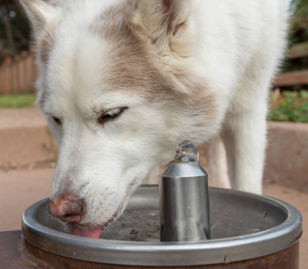 Dog drinking water from fountain stock photo