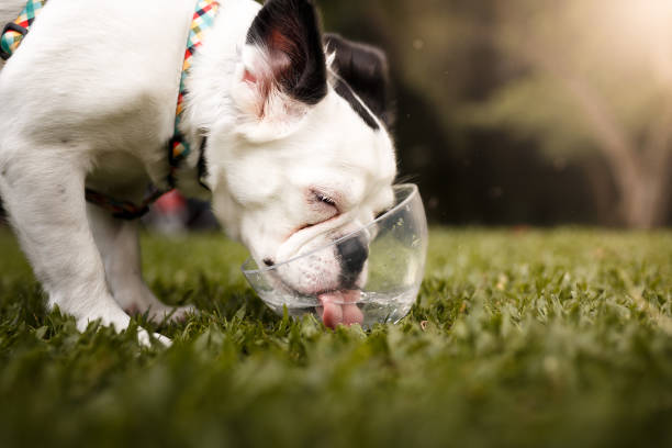 Dog drinking water A cute rare hairy french bulldog drinking water at the park. drinking water stock pictures, royalty-free photos & images