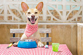 hungry chihuahua dog eating with tablecloth utensils at the table , food  bowl , fork and knife