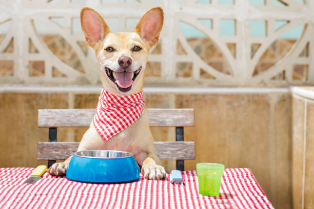 dog eating a the table with food bowl hungry chihuahua dog eating with tablecloth utensils at the table , food  bowl , fork and knife healthy tongue picture stock pictures, royalty-free photos & images