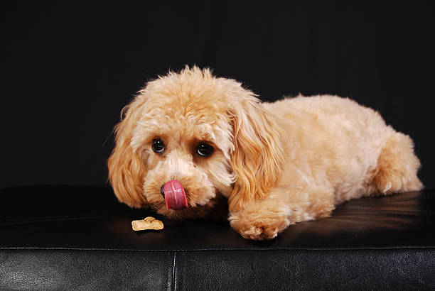 Dog Eating a Treat  cockapoo stock pictures, royalty-free photos & images