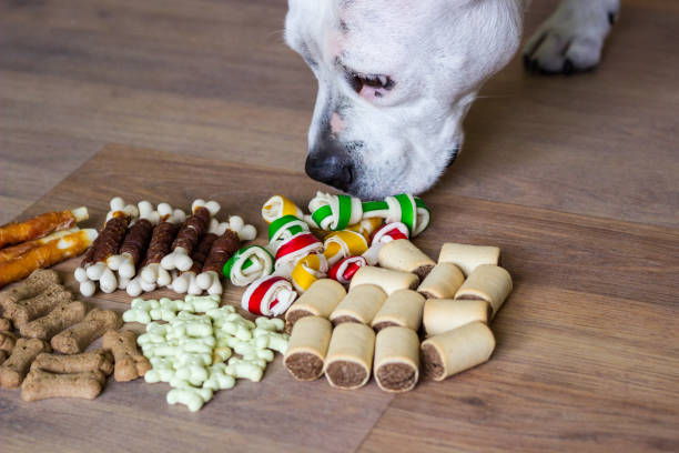 Dog eating biscuit stock photo