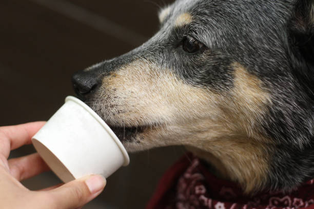 Dog Eating Ice Cream stock photo