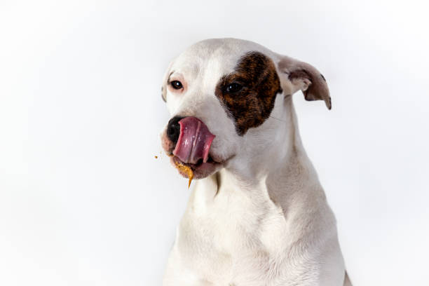 Dog Eating Peanut Butter stock photo