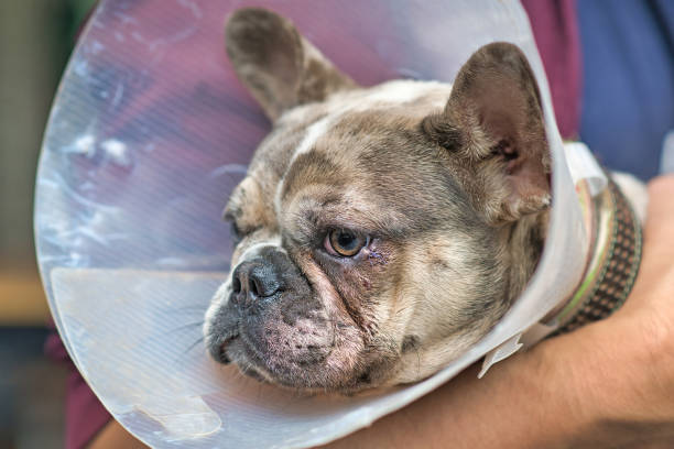 Dog eye with injury with stitches on lower eyelid on French Bulldog stock photo