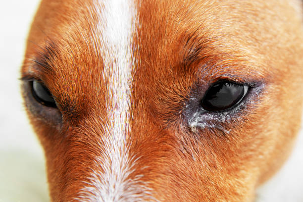 Dog eyes infection - Dog with irritated red eyes suffering from something allergy. Veterinarian check on the eyes of a dog dachshund. conjunctivitis eyes of dog. Medical care of pet concept. Dog eyes infection - Dog with irritated red eyes suffering from something allergy. Veterinarian check on the eyes of a dog dachshund. conjunctivitis eyes of dog. Health care of pet concept. bubonic plague photos stock pictures, royalty-free photos & images