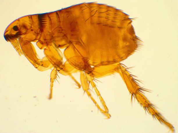 Dog flea under microscope. 40x magnified. Dog flea under microscope. 40x magnification. Ctenocephalides canis dog flea stock pictures, royalty-free photos & images