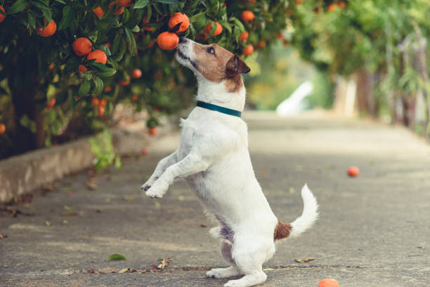 Dog fond of tangerines trying to steal low hanging fruit from tree branch stock photo
