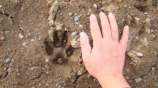 Dog footprint on the earth.\nFootprint dog on the soil land.\nComparison of animal track size and hand.\nanimal track, Tracks, Footprints\nDog foot prints on mud. Local dogs foot prints on earth Surface.