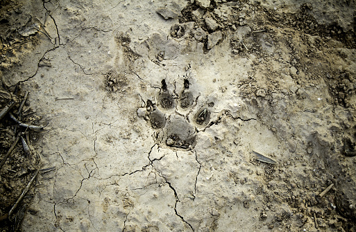 Dog footprints marked in dry mud, detail of drought, marks of a dog
