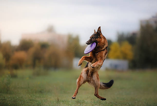 Dog German shepherd catches a flying disc stock photo