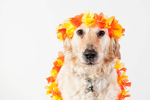 dog golden retriever hawai stock photo