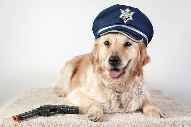 dog golden retriever police stock photo