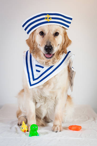 dog golden retriever sailor stock photo