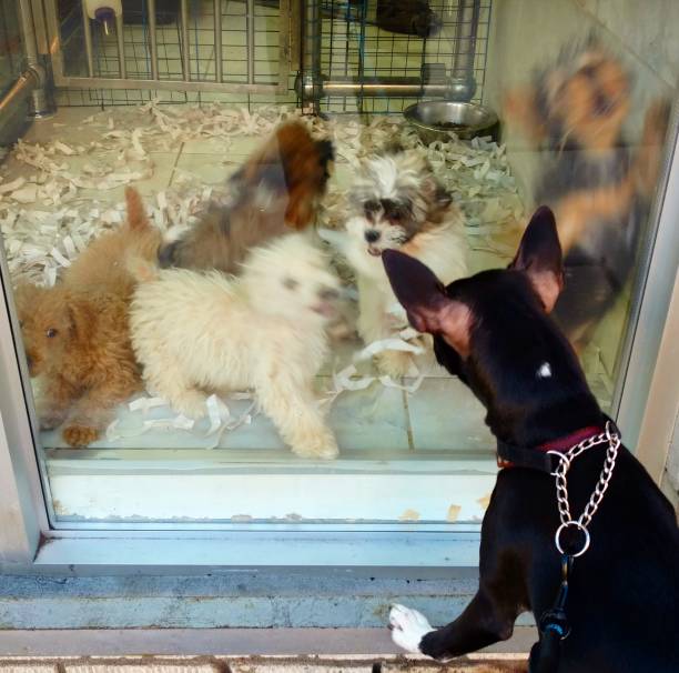 Dog Greets the Puppies in a Pet Shop Window stock photo