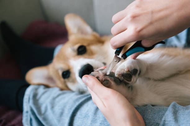 dog grooming: cutting hair between the toes of a corgi paw stock photo