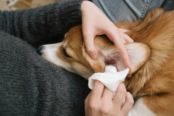 Dog grooming: ear cleaning with a tissue for a corgi stock photo