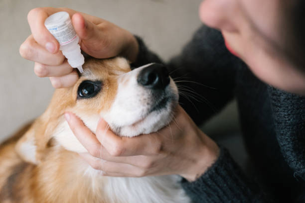 Dog grooming: eyedropper for a corgi stock photo