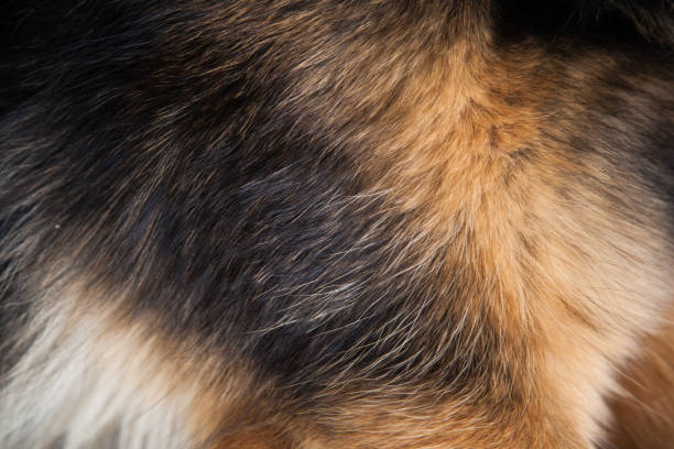dog hair hair of a German shepherd animal hair stock pictures, royalty-free photos & images