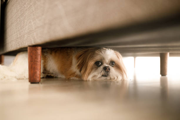 Dog hiding Dog hidden. fear stock pictures, royalty-free photos & images