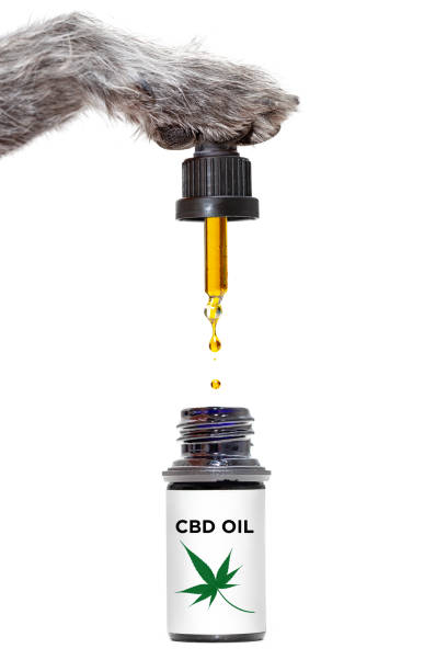 Dog Holding CBD Oil Dropper Funny concept photo of dog paw holding dropper of healthy medical marijuana CBD oil cannabis plant photos stock pictures, royalty-free photos & images