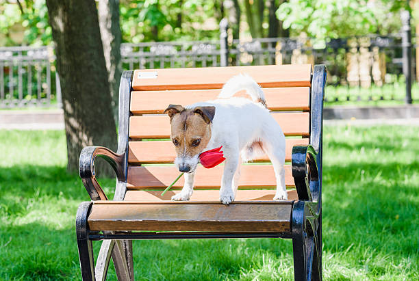 Dog Holding In Mouth Red Tulip On Park Bench Stock Photo
