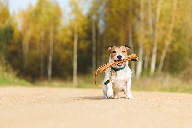 Dog holding its own leash in mouth sitting on dirt road on sunny warm Fall day inviting for walk outdoor stock photo