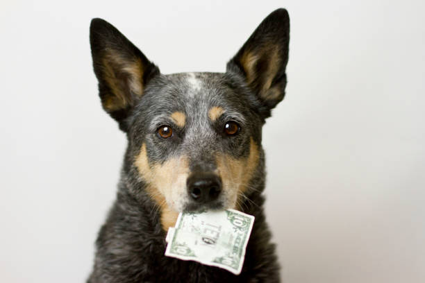 Dog Holding Money in Mouth stock photo