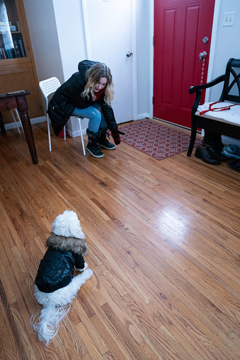Girl coaxes her dog dressed in a winter coat to come toward the door to go outside, Rochester, Minnesota, USA